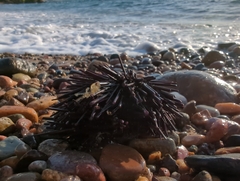 Echinometra vanbrunti