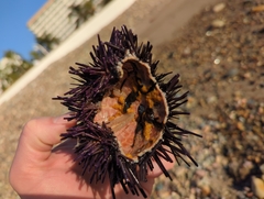 Echinometra vanbrunti