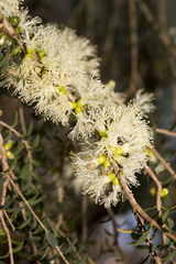Melaleuca acuminata