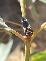 Eurymeloides pulchra