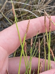 Eleocharis atricha