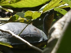 Rhinoclemmys funerea