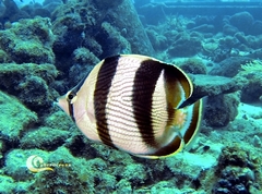 Chaetodon striatus