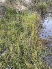 Eleocharis atricha
