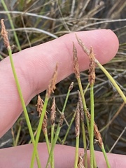 Eleocharis atricha
