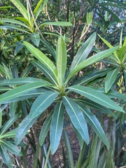 Nerium oleander