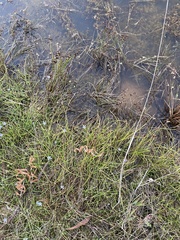 Eleocharis atricha