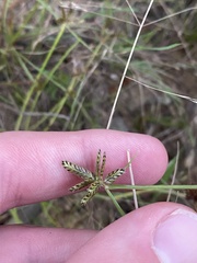 Cyperus sanguinolentus