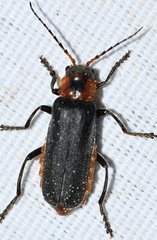 Cantharis fusca