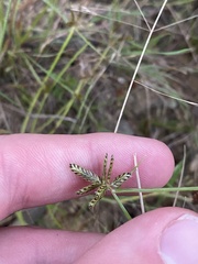 Cyperus sanguinolentus