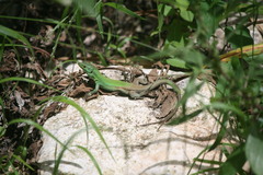 Podarcis siculus siculus