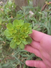 Euphorbia helioscopia
