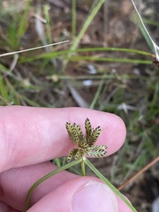 Cyperus sanguinolentus