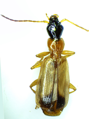 Demetrias monostigma