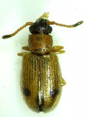 Psammoecus
