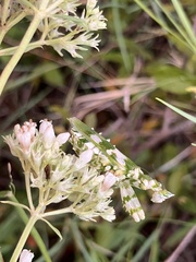 Agathisanthemum (Agathisanthemum)