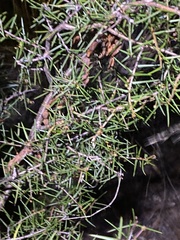 Acacia ulicifolia