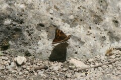 Hipparchia blachieri