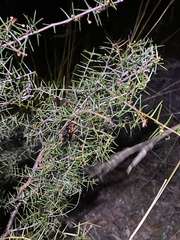 Acacia ulicifolia