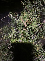 Acacia ulicifolia