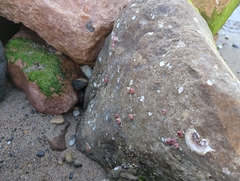 Megabalanus