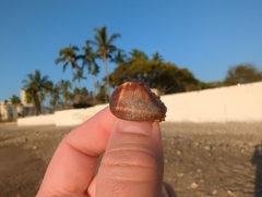Gastropoda