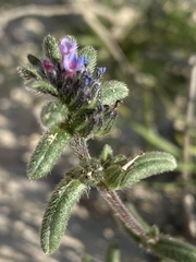 Anchusa aggregata