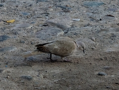 Streptopelia decaocto