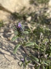 Anchusa aggregata