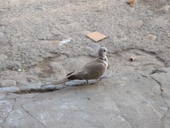 Streptopelia decaocto