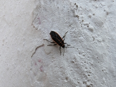 Melacoryphus circumlitus