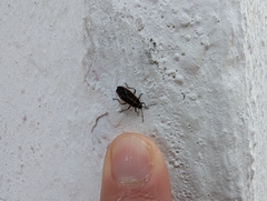 Melacoryphus circumlitus