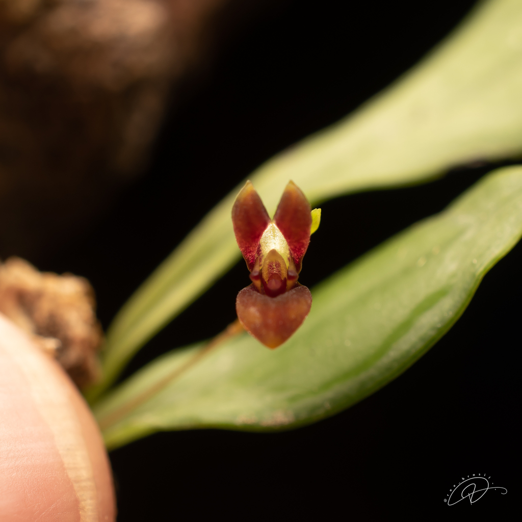 Pabstiella fusca