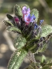 Anchusa aggregata