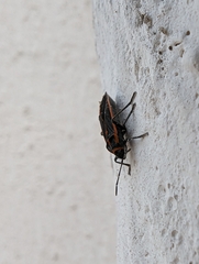 Melacoryphus circumlitus