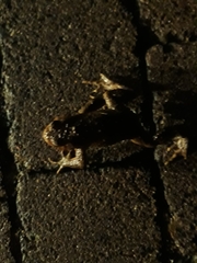 Bufo bufo