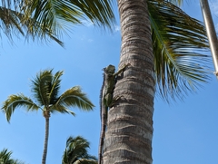 Iguana iguana