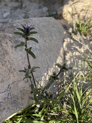 Anchusa aggregata