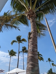 Iguana iguana