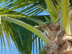 Iguana iguana