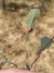 Paropsisterna decolorata