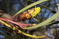 Hakea francisiana