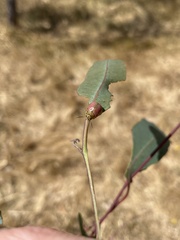 Paropsisterna decolorata