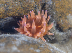 Actinia tenebrosa