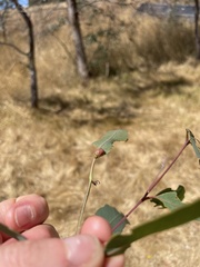 Paropsisterna decolorata