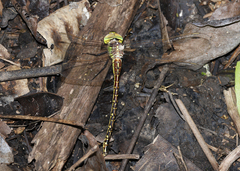 Austrogynacantha heterogena