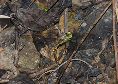 Austrogynacantha heterogena