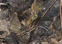Austrogynacantha heterogena