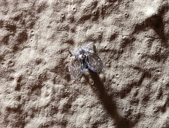 Clogmia albipunctata