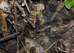 Austrogynacantha heterogena